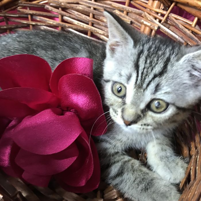 Котеночек Маечка ищет свою семью
