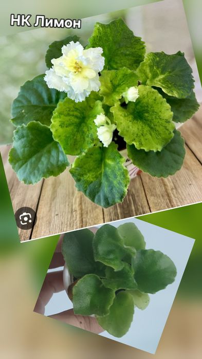Продам детки фиалок разных