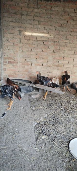Продам шамо цыплят