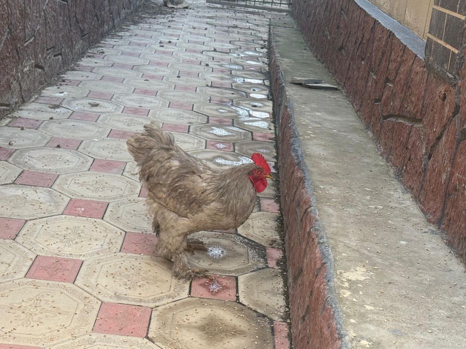 Петухи молодые 2