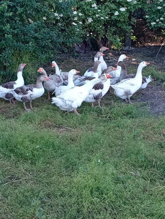 Gâște de vânzare