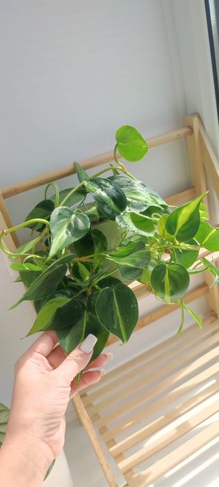 Комнатные растения