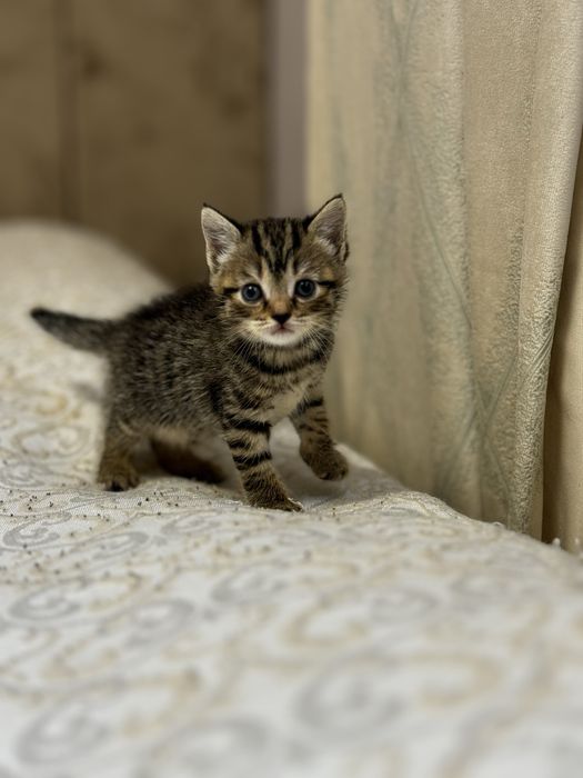 Продам котенка британца