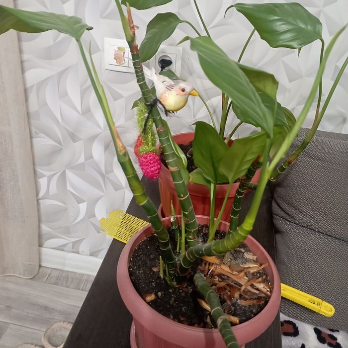 Продам цветы  срочно