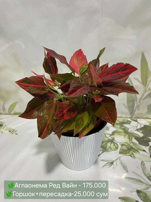 Аглаонема, Калатея, Филодендрон  и др