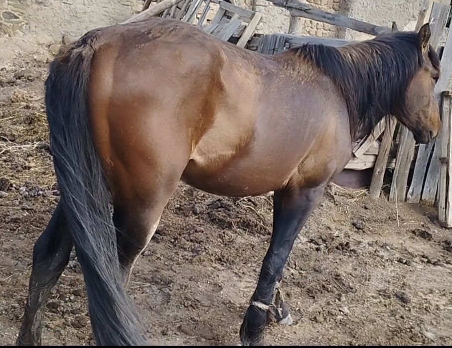 Сиыр малдарына ауыстырамын