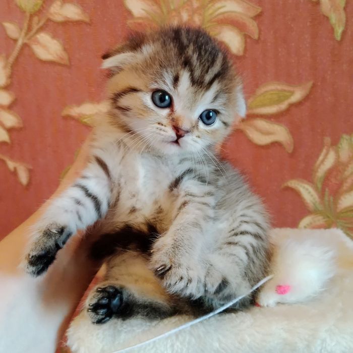 Роскошные девочки Скоттиш фолд Страйт