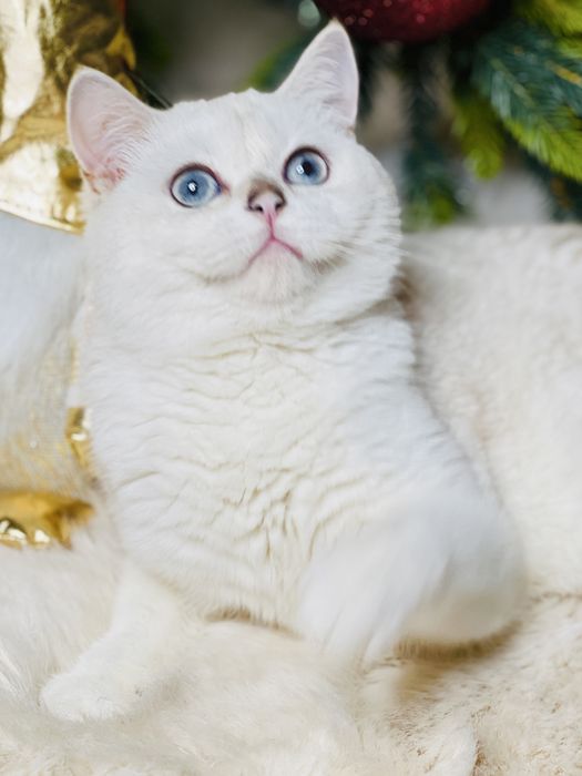 Шикарная британка