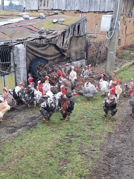 Продавам яйца от кокошки голошийки