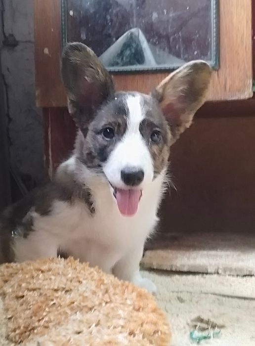 Щенки вельш корги кардиган