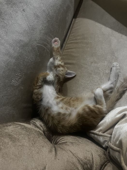 Котенок в хорошие руки