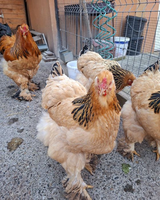 Oua brahma columbia pt incubat