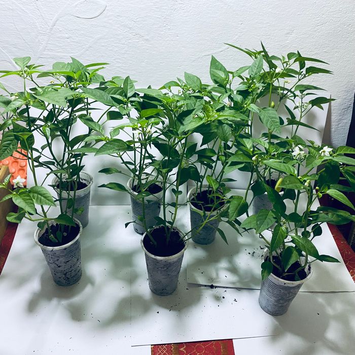 Продам Перец  комнатный