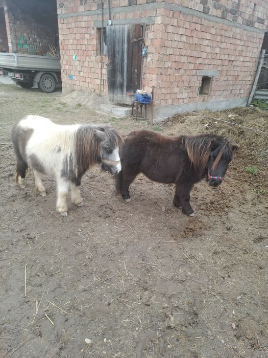 Ponei,poneite de vanzare