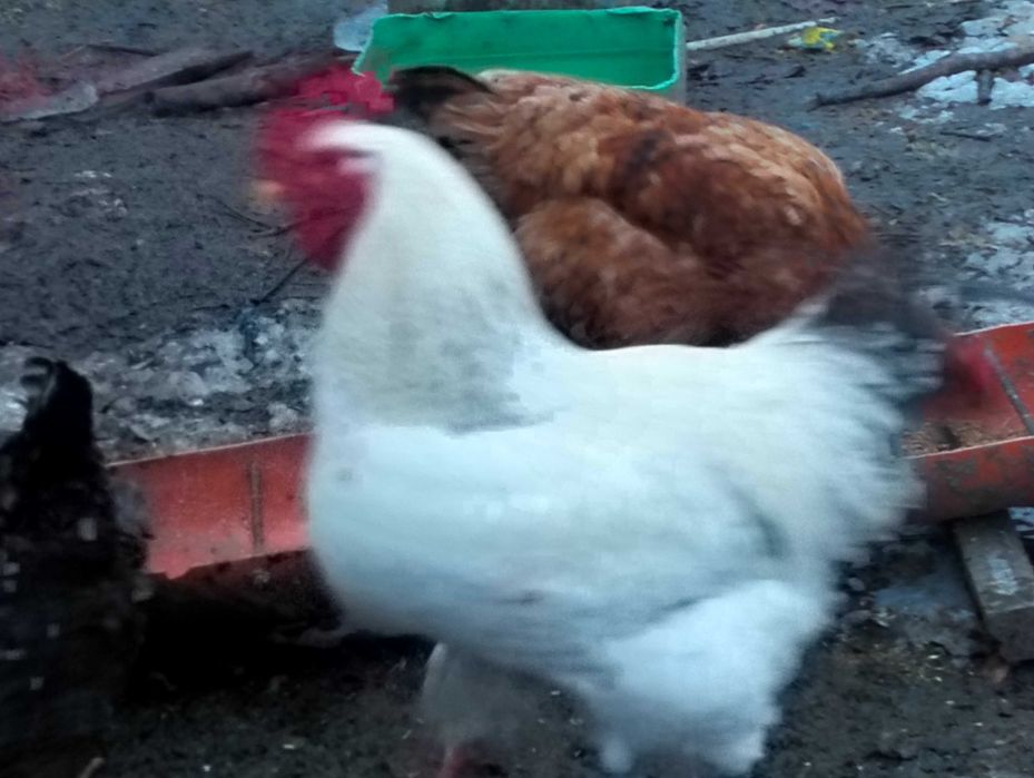 Vând cocosi rasa MONACO