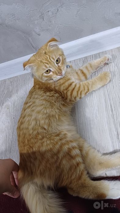mushuk scottish fold