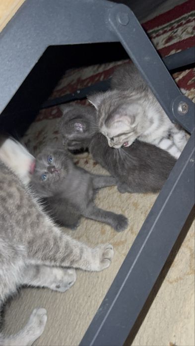 Отдам котят в добрые руки