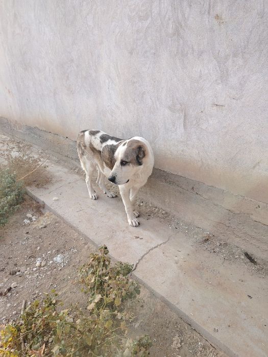 Itlar Kuchuk chapa sotiladi zoti toza