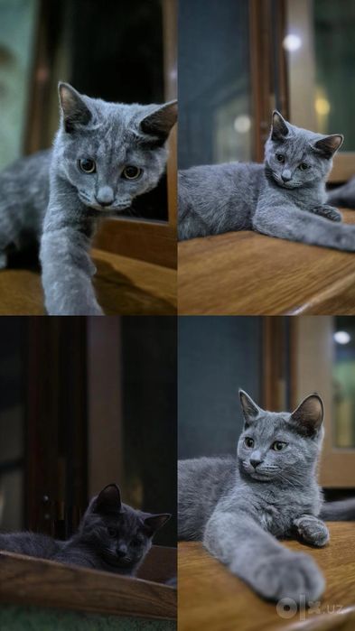 Продаются котята!