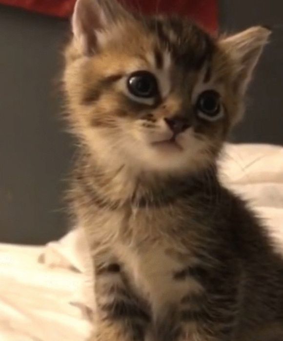 Seksual qizlar bilan porno konsert