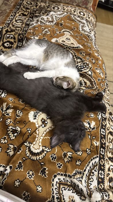 Отдам котят даром