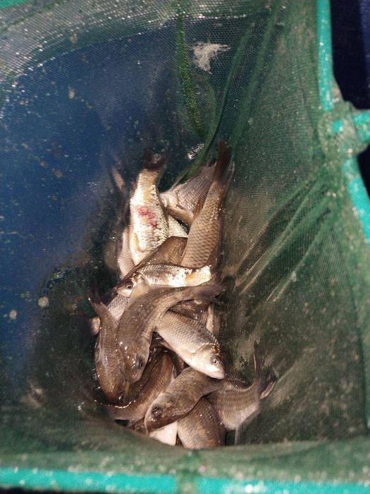 Живец сатылады..