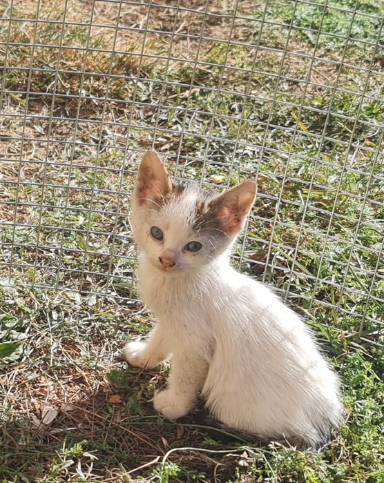Donez/ofer spre adopție  pui de pisica