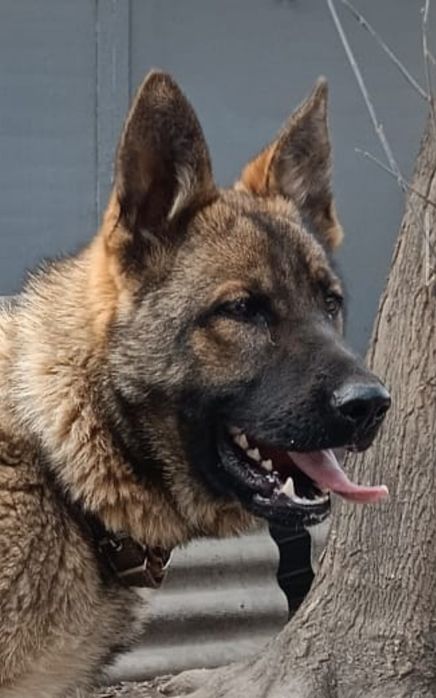 Щенок Немецкой Овчарки Рабочии Линии.