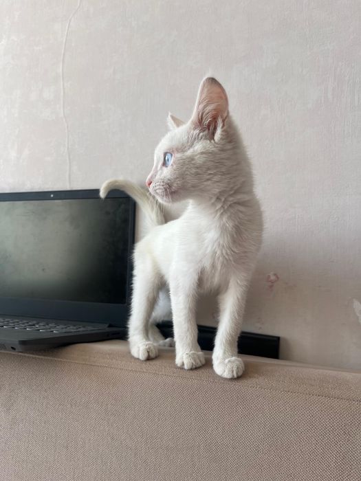 Отдам кошку бесплатно