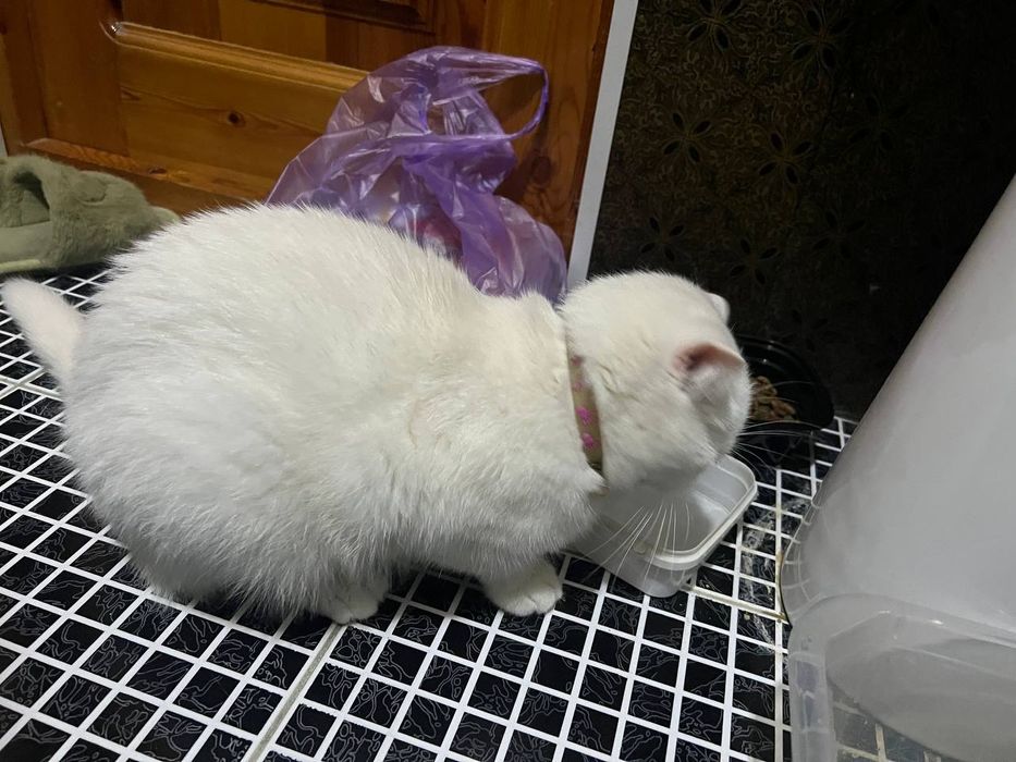 Мушу зотли 2 йош киз бола