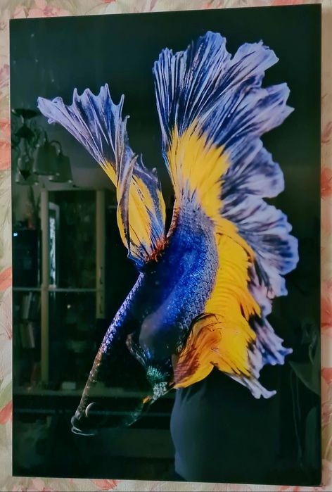 Картина "Рыба" на стекле 40×60