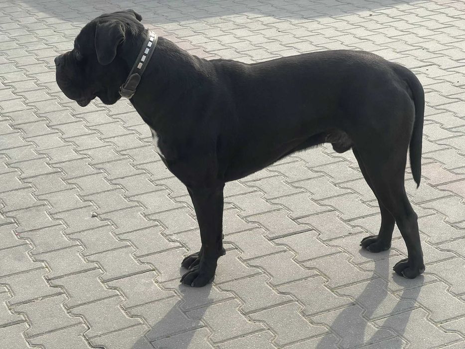 Cane Corso mascul, 1 an și 8 luni, pedigree + vaccinuri la zi
