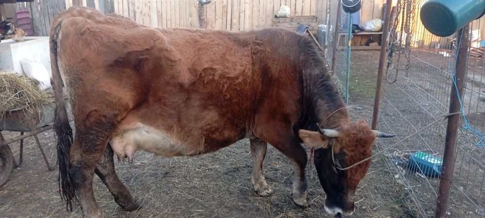 Vând vacă gestantă