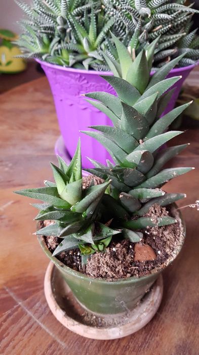 Продам комнатные цветы