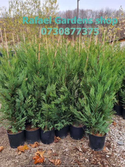 Plante Ornamentale Leylandii Cupressocyparis – Garanție Prindere