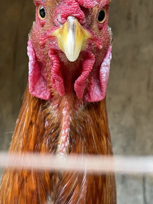 Urushqoq Xoroz (kulangi)