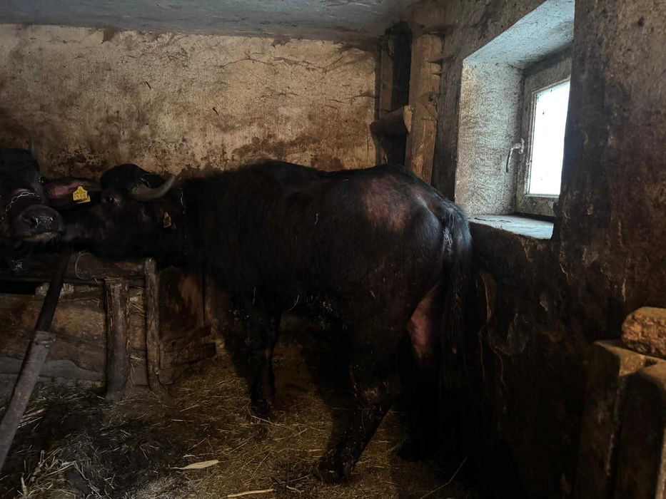 Particular vand juninca de bivolita zona Fagaras