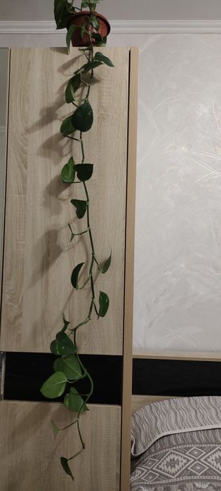 Цветок эпипремнум