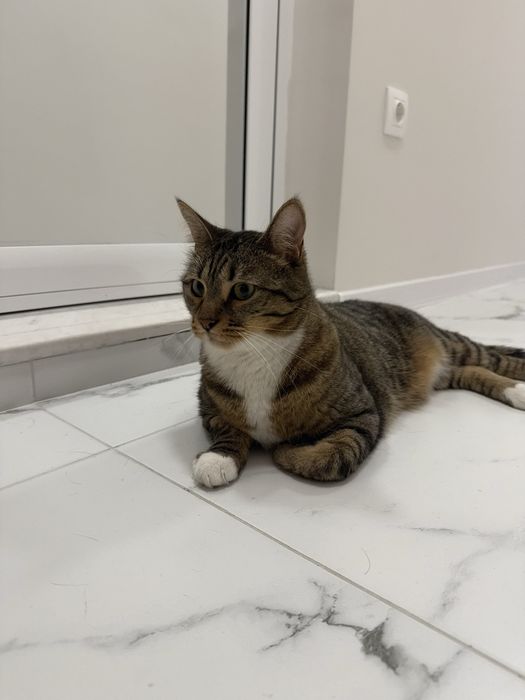 Спешно търси дом – ДОМАШЕН КОТАРАК