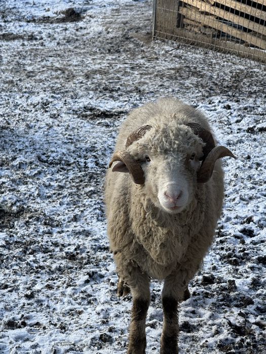 Berbec  mior pentru prasila