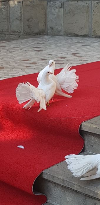 Porumbei  nuntă evenimente! Covor rosu coloane,arcadă pomisori!