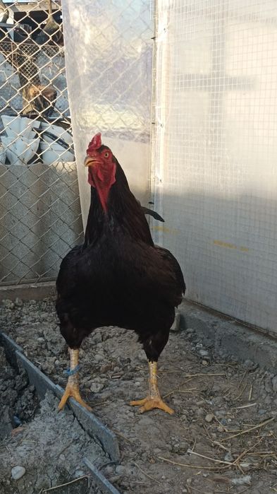 Mascul hybrid Rhode Island cu Combatant Indian