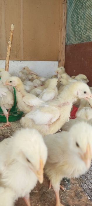 Продам бройлеров цыплят подросших