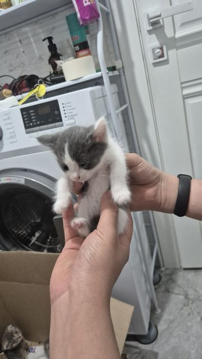 Отдам даром котят