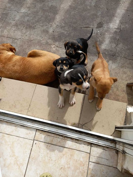 Подарявам кученца на 50 дена!