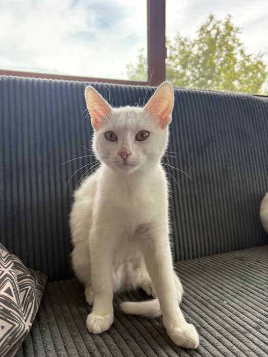 Малко бяло  коте