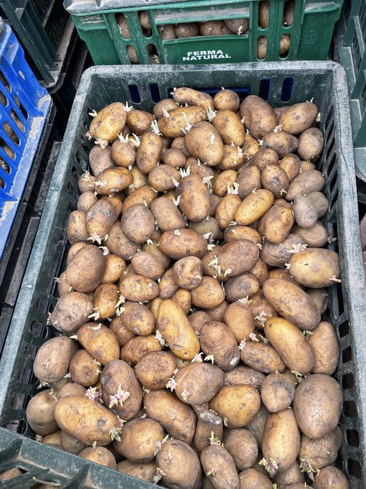 Cartofi de sământa,Arizona