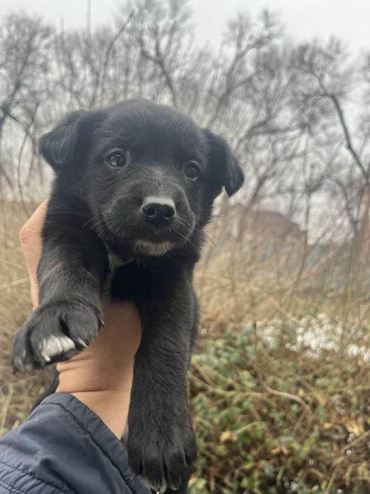 Щенята красивые в добрые руки