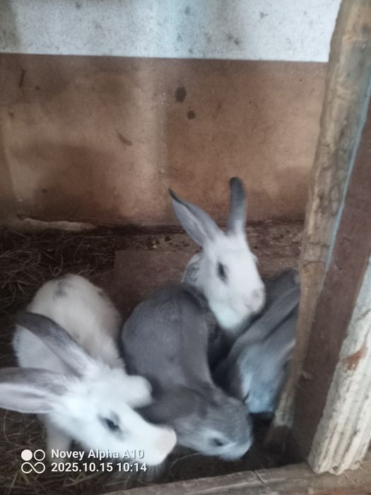 Кролики 4 штука quyonlar 4 ta sotiladi zotdor 1 yilda 2 3 marta bolili