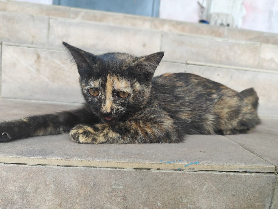 Отдам котят в хорошие руки